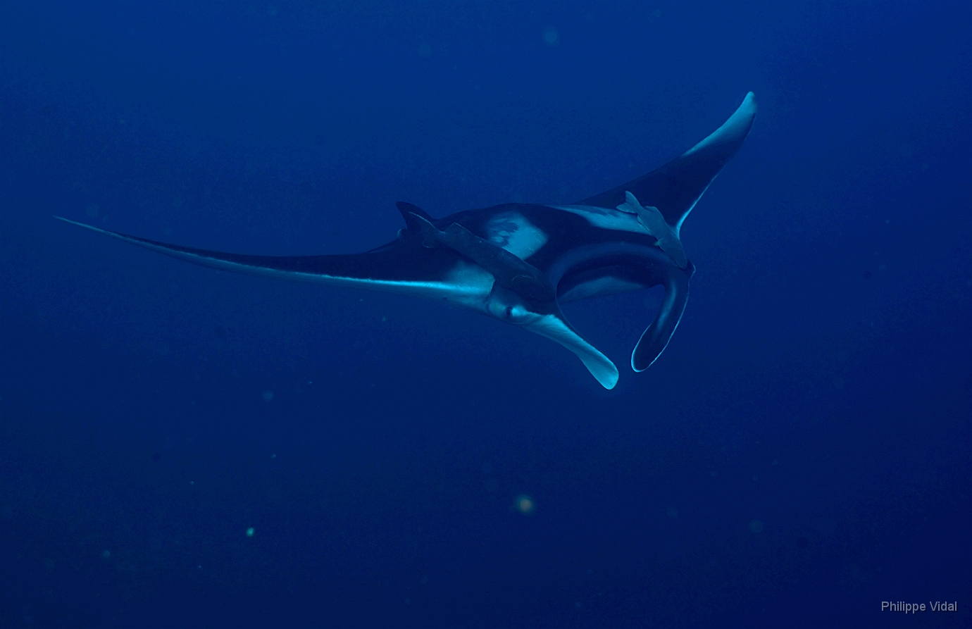 Birmanie - Mergui - 2018 - DSC02902_f - Oceanic Manta Ray - Raie Manta Oceanique - Manta Biostris.jpg